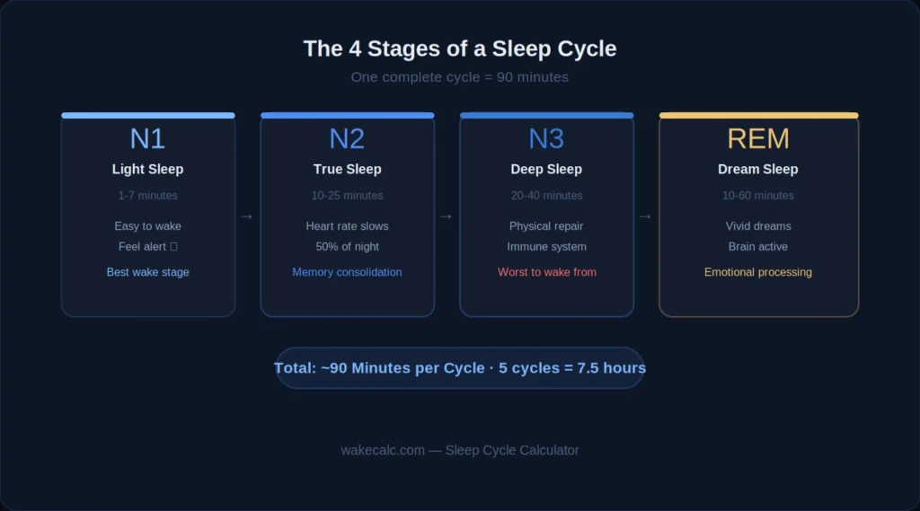 4 stages of sleep cycles diagram NREM REM deep sleep explained