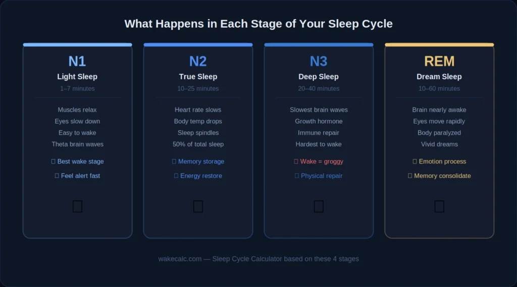 sleep cycle stages chart showing N1 N2 N3 deep sleep and REM sleep comparison